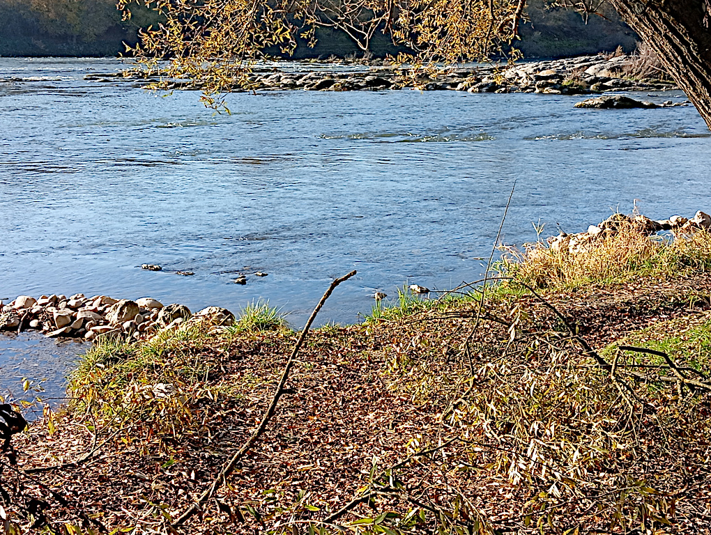 Rhein Bild 6
