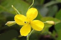 Chelidonium